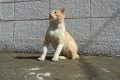 【ネコカフェより猫島！】楽園すぎるネコアイランド、福岡県・相島に行ってきた